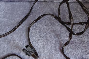 Lochleitung weiß, 1,5 m 