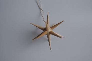 Igelstern natur, groß 