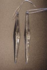 Glaszapfen konisch (6) 