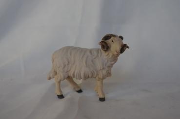 Widder rechtsschauend 