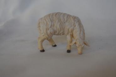 Schaf, fressend, rechtsschauend 