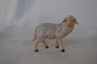 Schaf stehend, rechts schauend 
