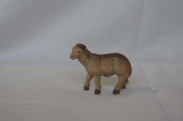 Schaf stehend , links 