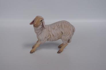 Schaf liegend, linksschauend 