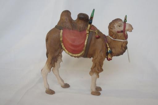 Kamel , zweihöckerig 