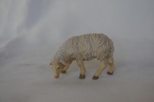 Schaf fressend linksschauend 