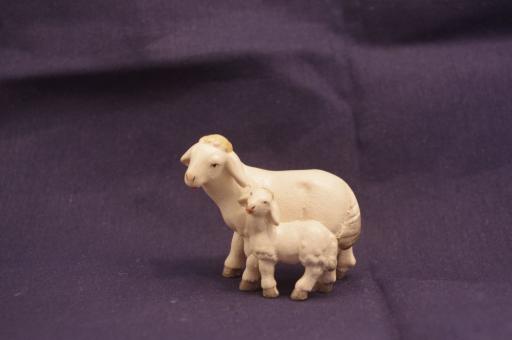 Schaf  mit Lamm 